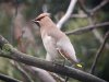 Waxwing at Pitsea (Steve Arlow) (69569 bytes)